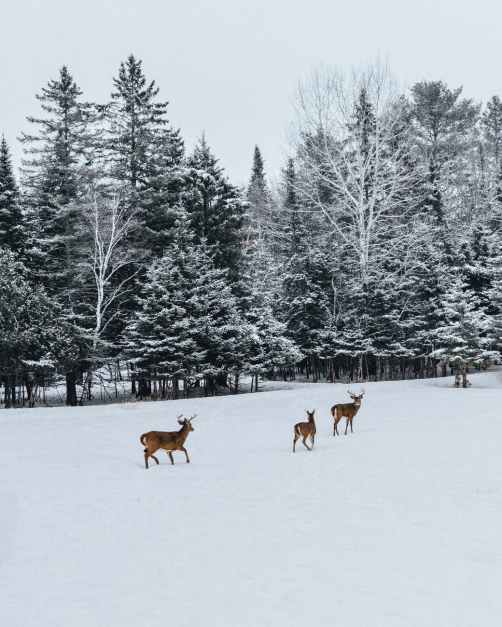 photo of deer on snow field